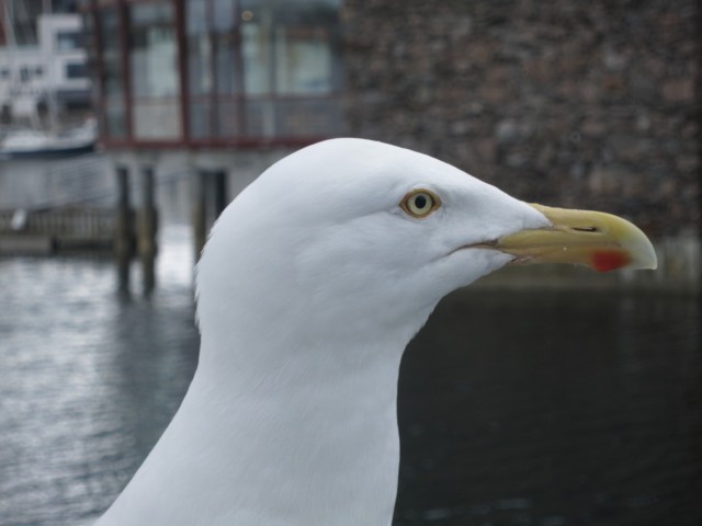 Hurtigruten_2015-06-25_18-17-1